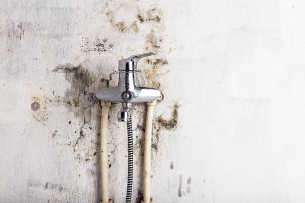Best Residential Mold Removal  in Queens, NY