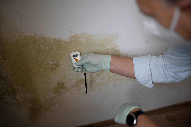 Best Certified Mold Removal  in Queens, NY