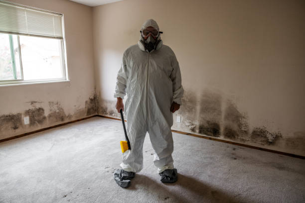 Mold Removal and Inspection in Queens, NY
